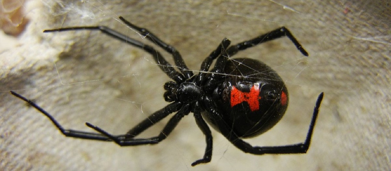 Πάτρα: Ανησυχία για νέο περιστατικό τσιμπήματος από αράχνη «μαύρη χήρα»