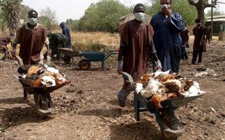 Επέστρεψε η γρίπη των πτηνών στη δυτική Αφρική
